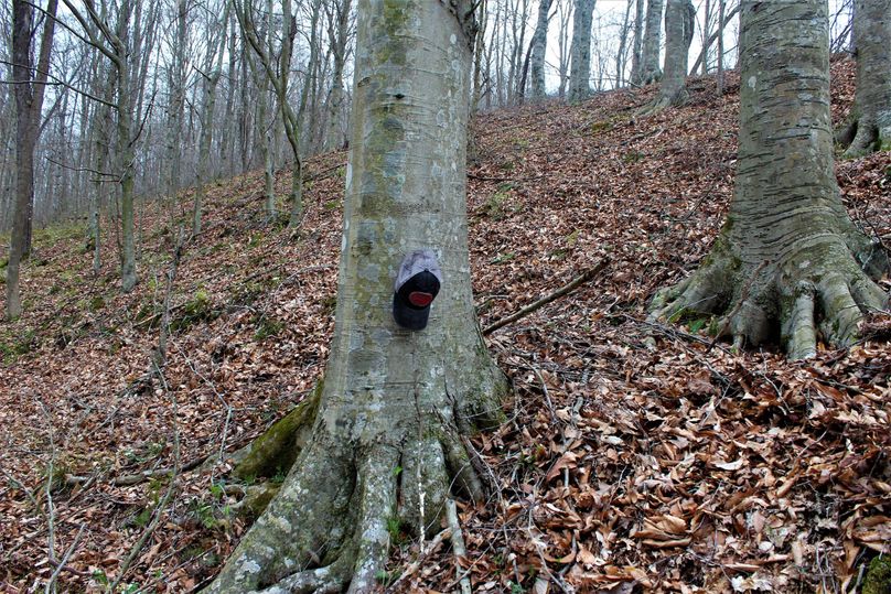 037 giant beech trees showing their extreme growth capabilities