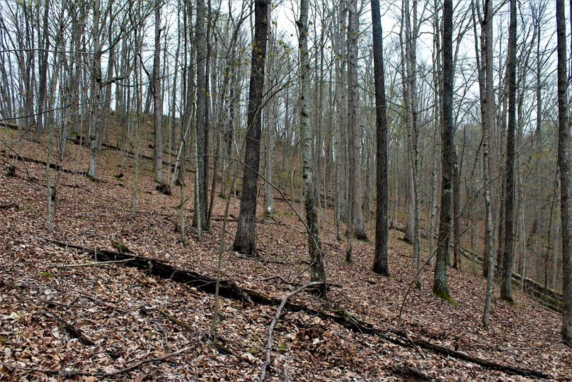 035 beautiful western most hillside looking towards the ridgetop