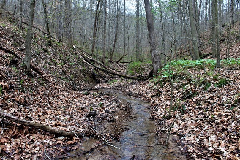 036 gorgeous running stream looking up the hollow towards the cabin
