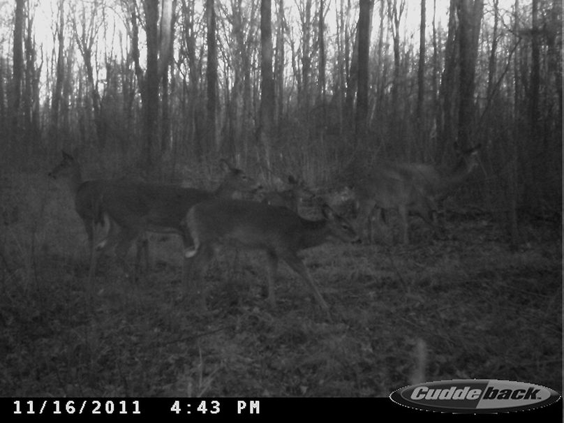 Deer pics 111