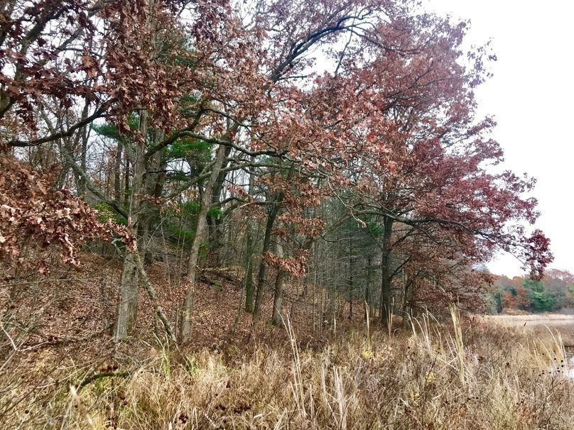 31 oaks on north bank of south lake