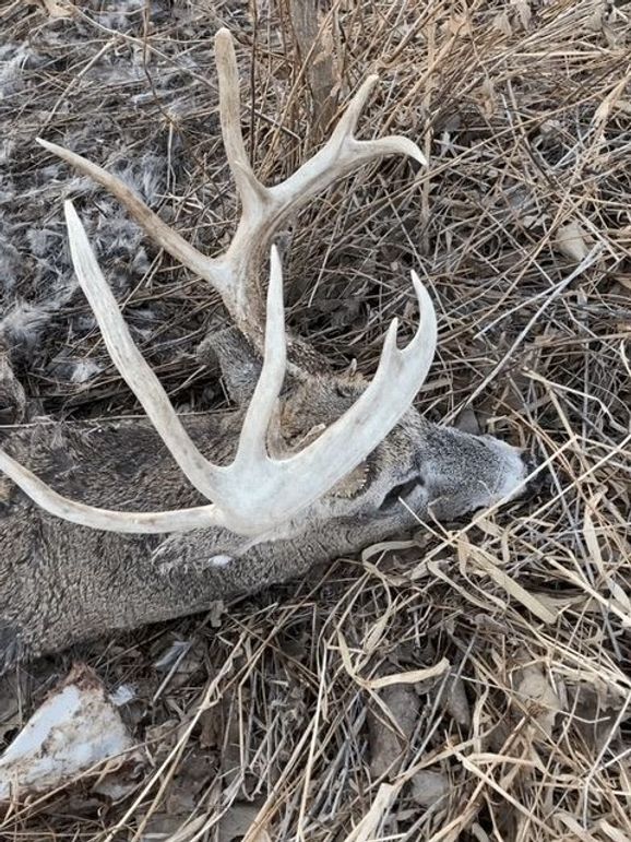 Img 0097-1 (dragged)