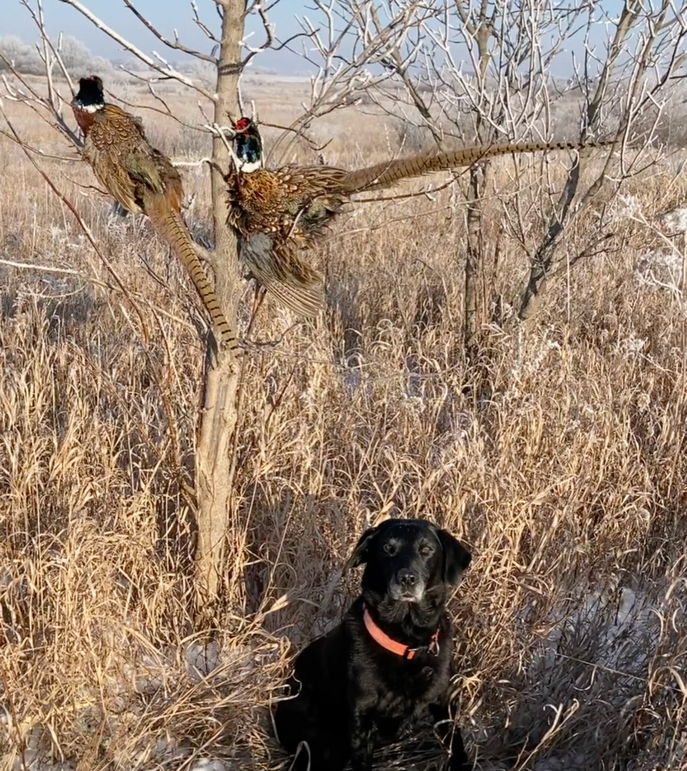 Screen shot 2021-02-22 at 6.32.48 am