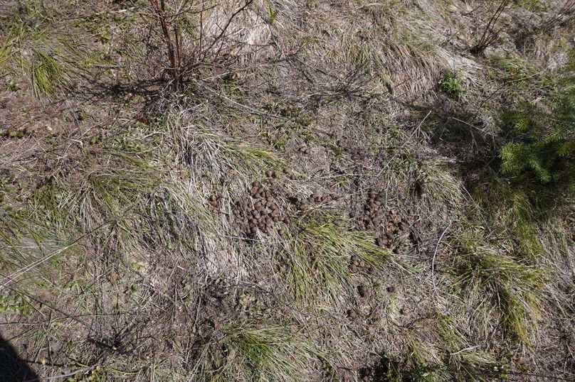 TW9vc2UuICBkc2MwMzgwNw==