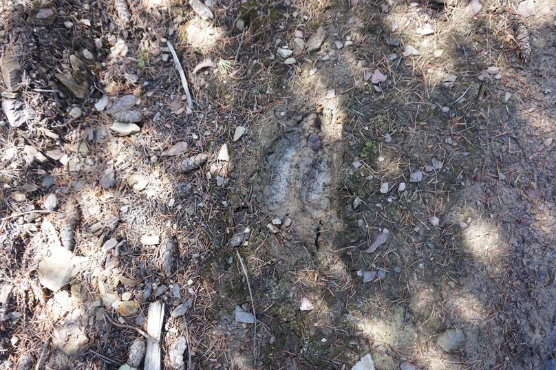 TW9vc2UgdHJhY2sgIC4gICBkc2MwMzY2Ng==