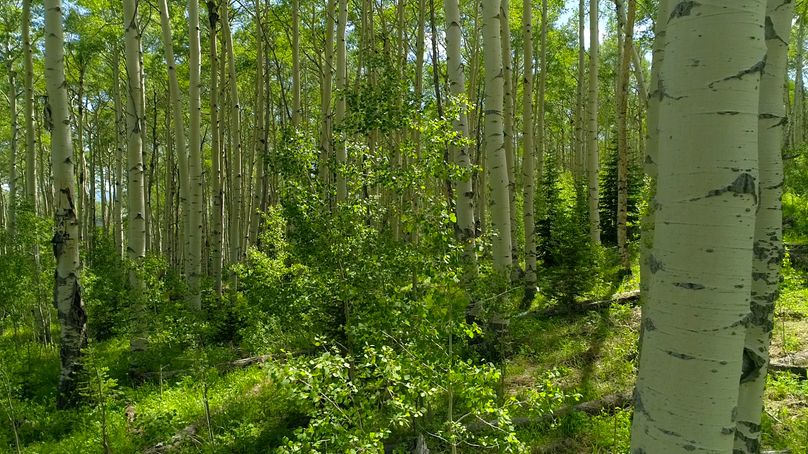 217c15cb-df96-44ed-807d-bdc2f6e35440