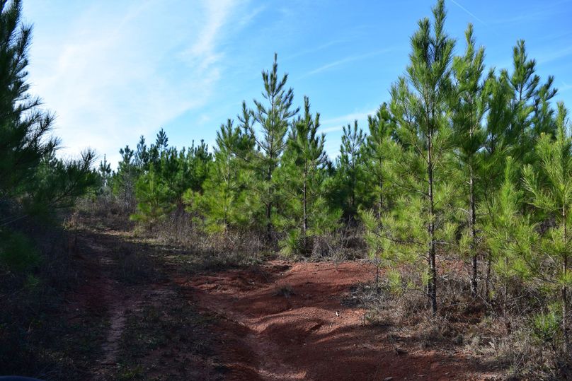 37 interior trail winding through regeneration slash pine