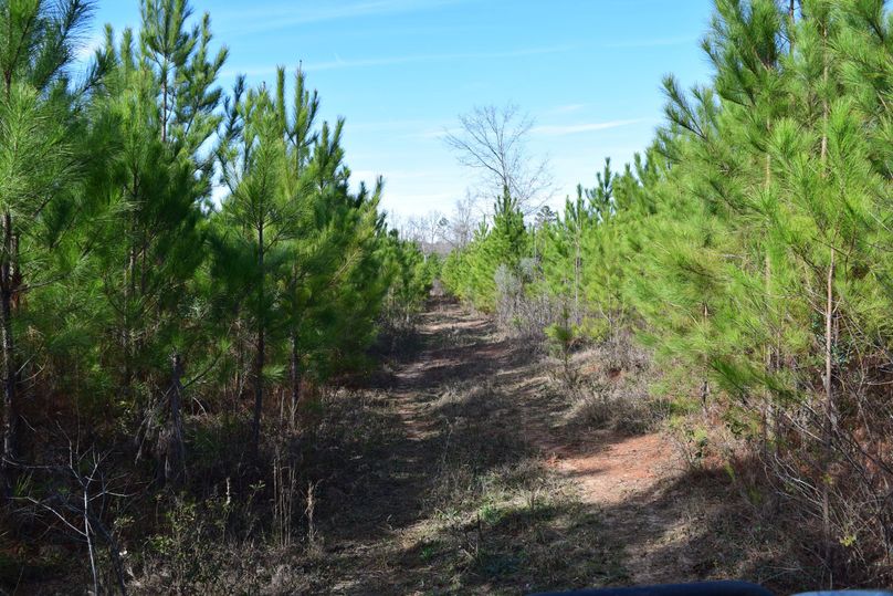 38 interior trail through regeneration slash pines