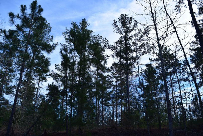 55 mature pines along summerville road