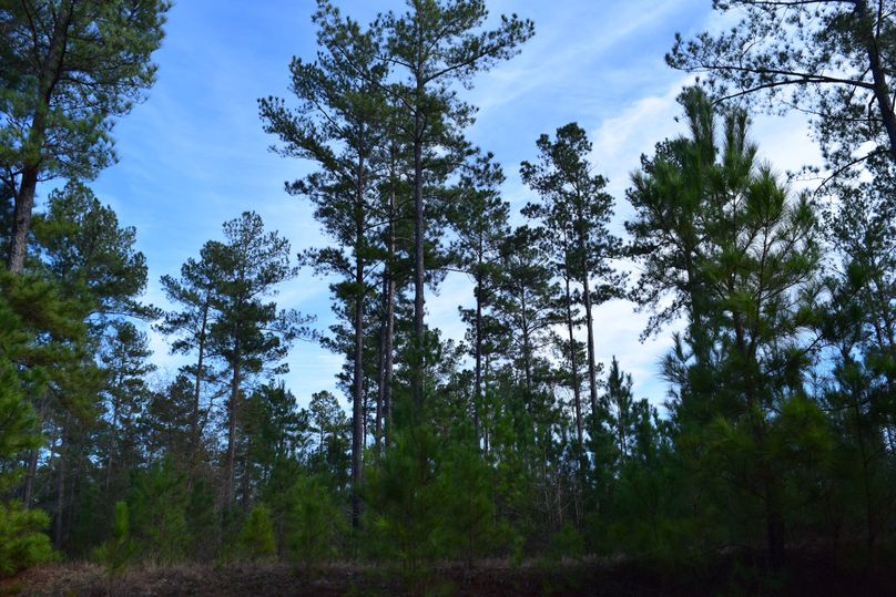 56 mature pines along summerville road