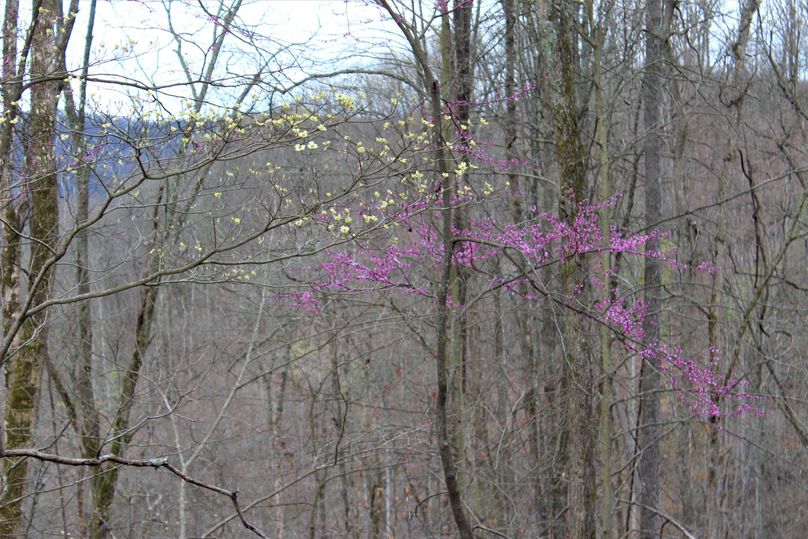 005 cool spring shot of a redbud tree and a young dogwood preparing to bloom