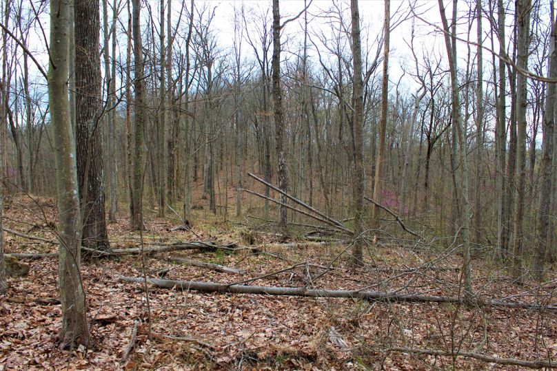 009 open flats along the western ridge top