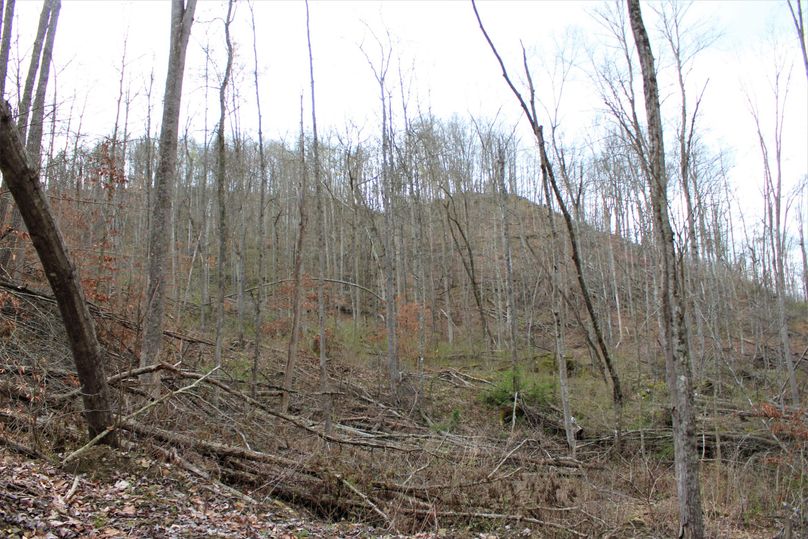 010 eastern facing slope with loads of fresh new forest growth