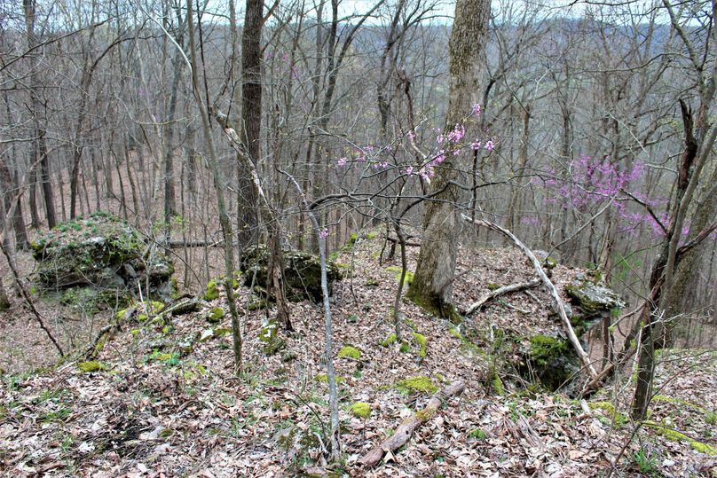017 loose limestone rock outcroppings with a young redbud starting to bloom
