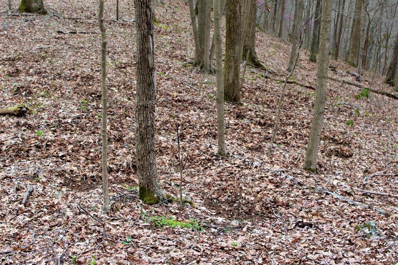 014 more forest floor disturbance, on a large scale, something has been here recently, what was it 