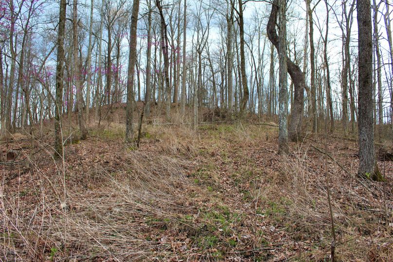 019 old logging road with good foliage cover along the western ridgetop