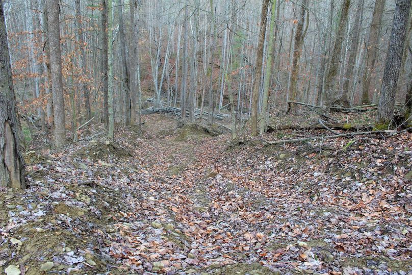 021 old timber road leading down to the main valley