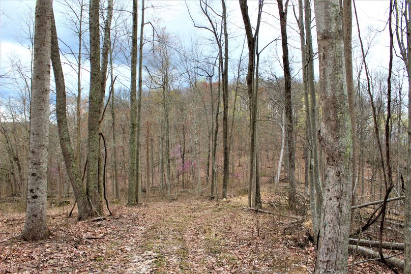 024 open ridgetop road leading to the north along the western ridge