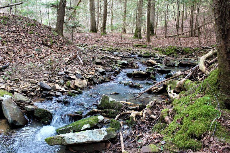 009 secondary stream flowing in from the north boundary and daniel boone national forest