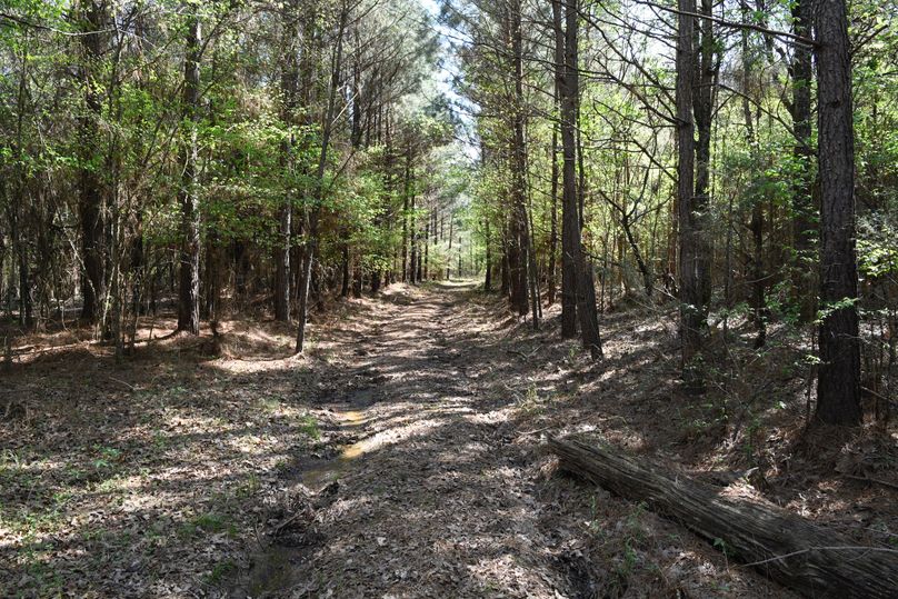 (4)pine trail