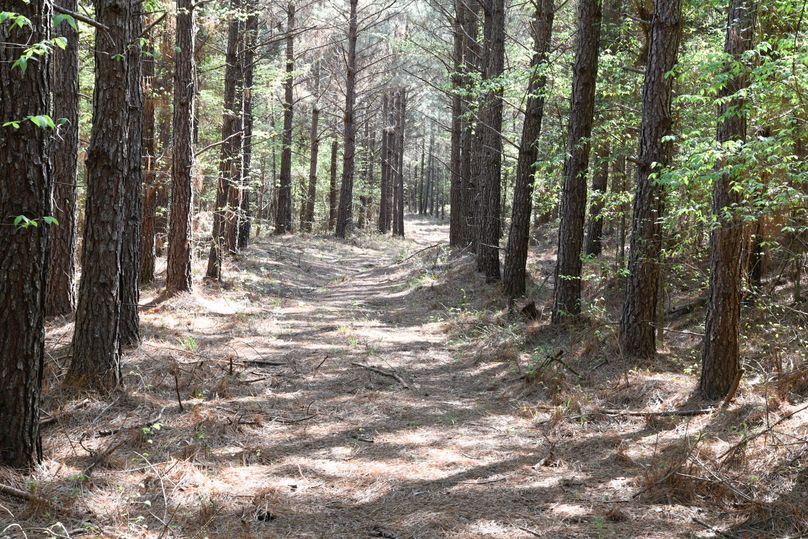 (5)pine trail 2