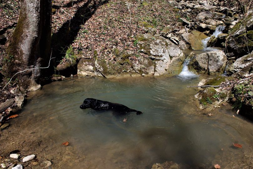 024 whitetail properties field assistant, aspen cooling off and taking a dip in a small pool