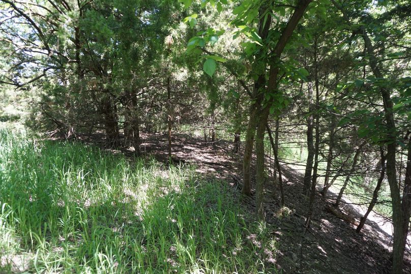Small cedar patch above creek