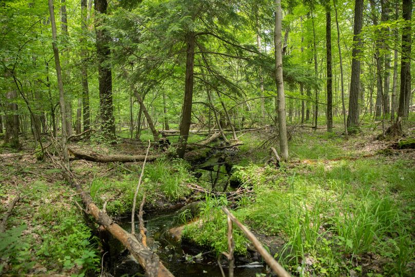 2 one of two creeks flowing through the property