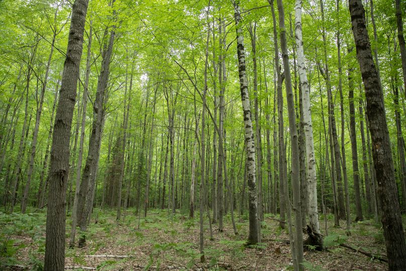 3 poplars along the southeast border