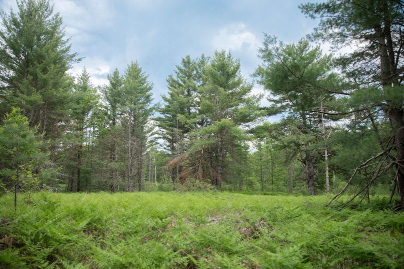 4 opening in the timber would make great food plots