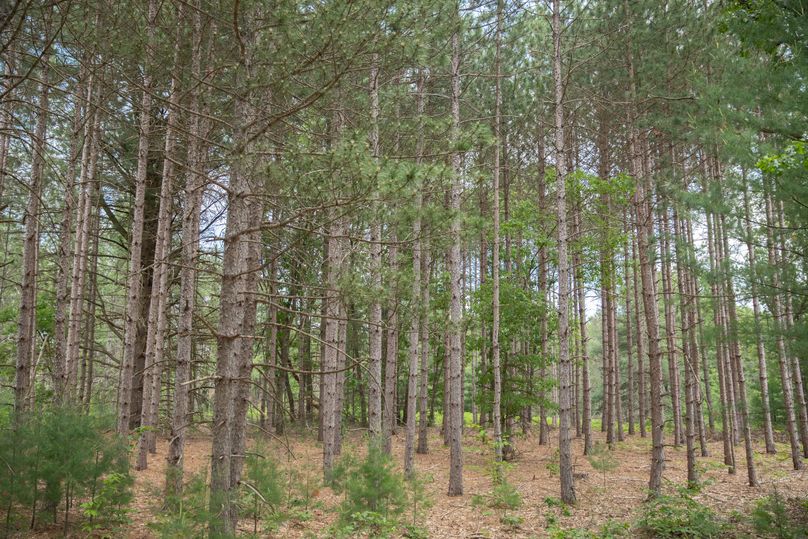 5 pine stands in the middle of the property