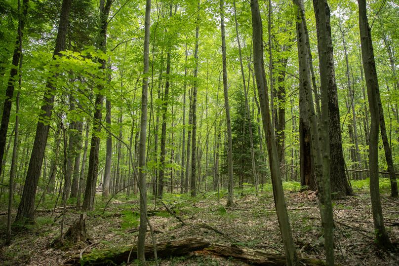 8 diverse timber throughout