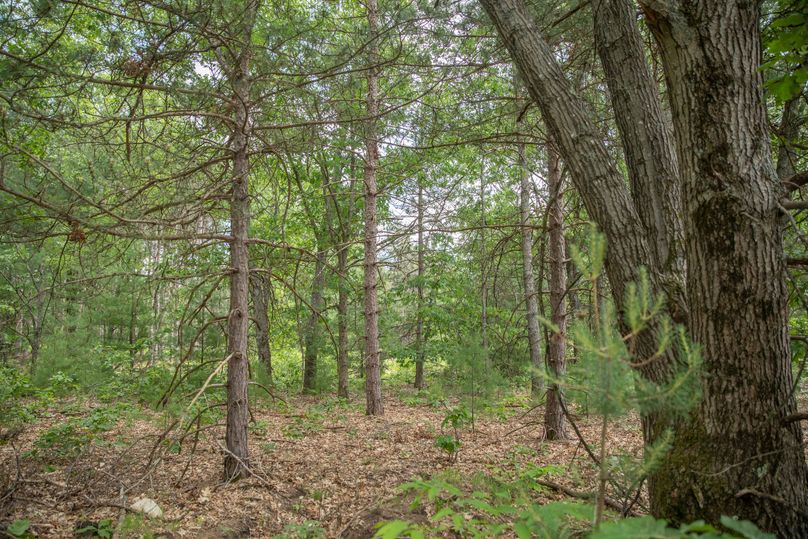 9 pines along west side