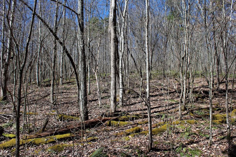 024 old field area progressing toward a mature forest