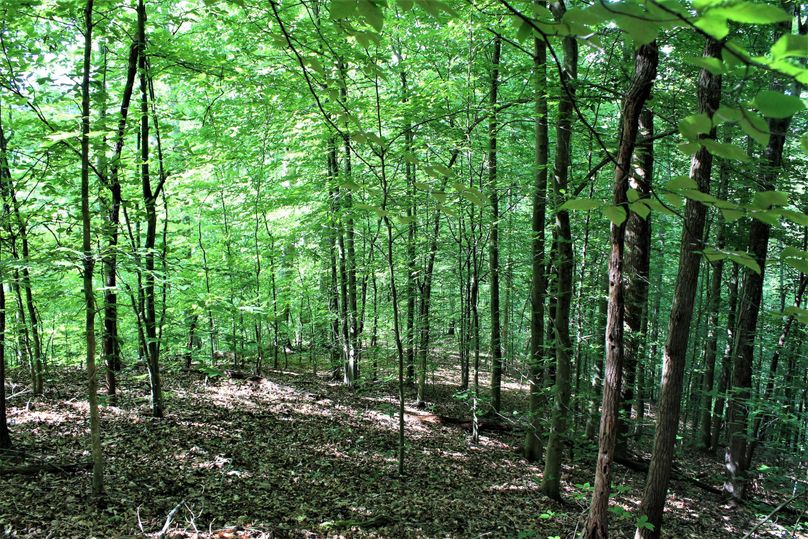 007 healthy mix of multi-staged forest growth along a descending point from the east ridge line