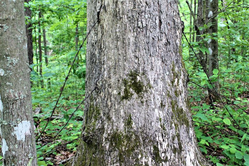 006 some of the old barbed wire fence along the southeast boundary ridge top