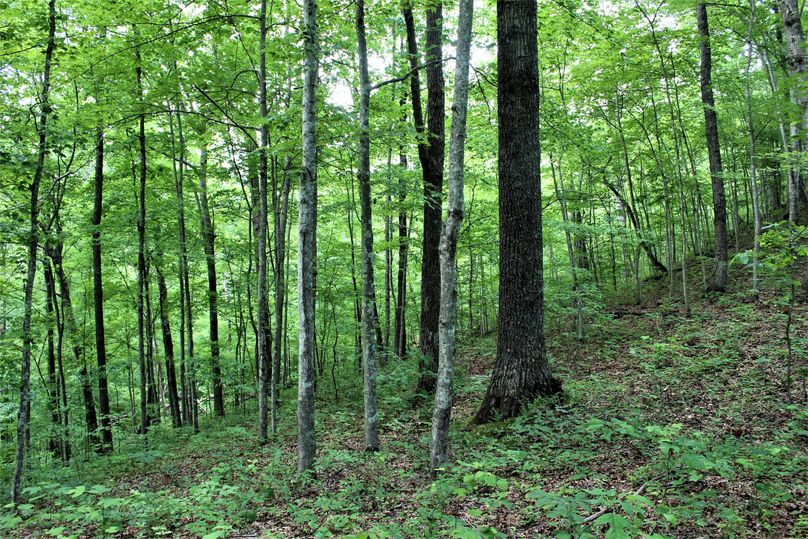 008 mature black oak near the ridge top in the saddle in the ridge