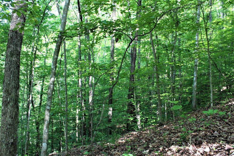 013 young to middle staged growth back in a secondary valley