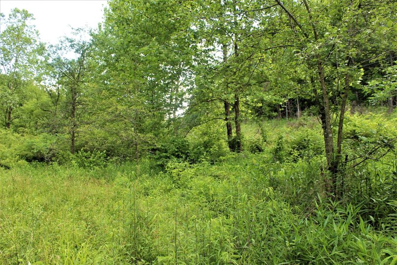 010 healthy field with fruit and walnut trees, perfect for building a cabin tucked away