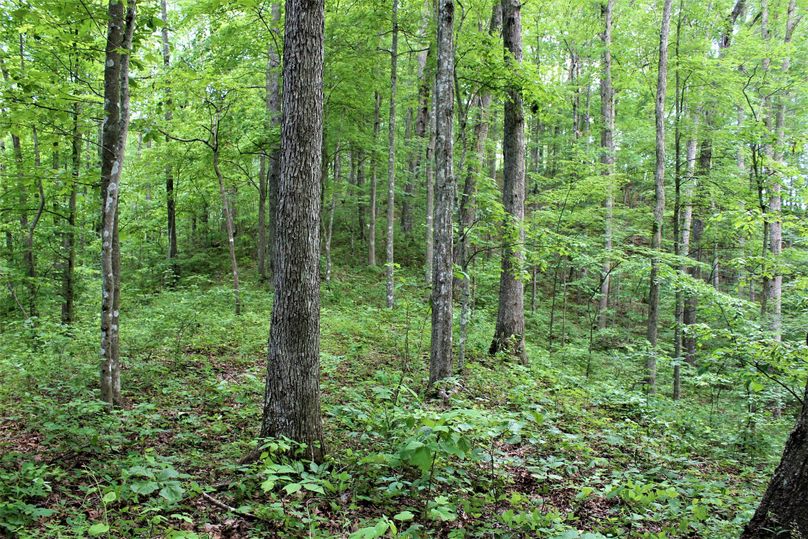 011 nice mix of hardwoods along this secondary ridge top