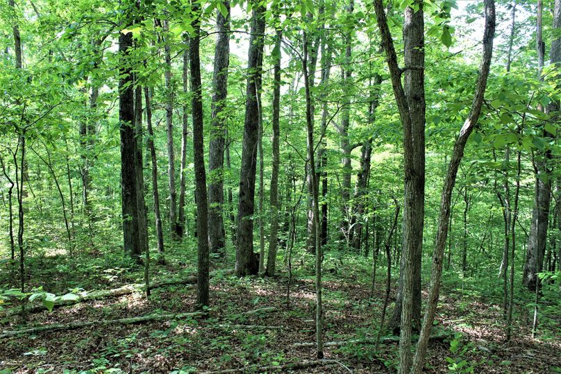 017 some really nice timber on this tract of land, lots of oak
