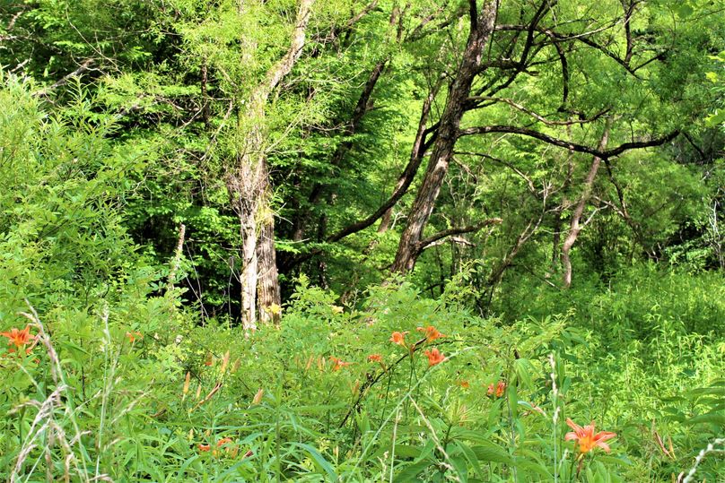 014 some beautiful tiger lilies poking through near the old homestead