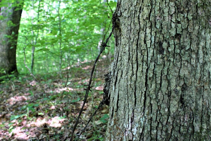 020 more barbed wire fencing indicating the property boundary lines