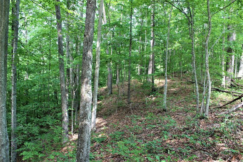 022 good timber value now or the near future