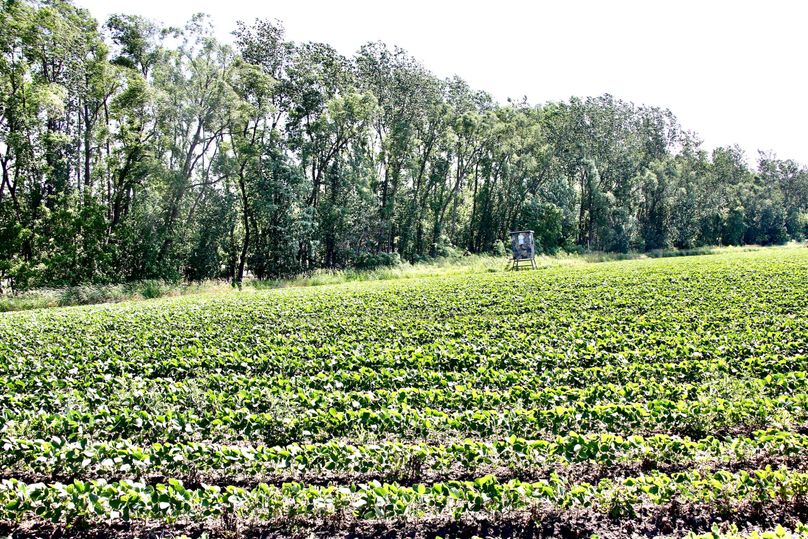 Pic 17 soybean food plot