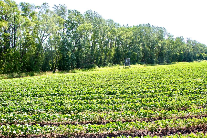 Pic 2 soybean food plot 