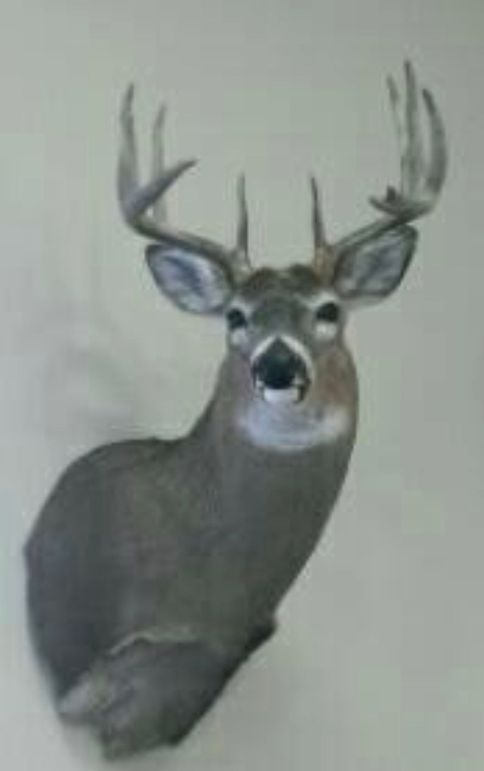 Pic 3 shoulder mount 2