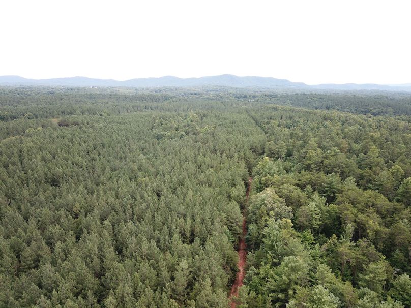 007 aerial of pine forest with internal road system