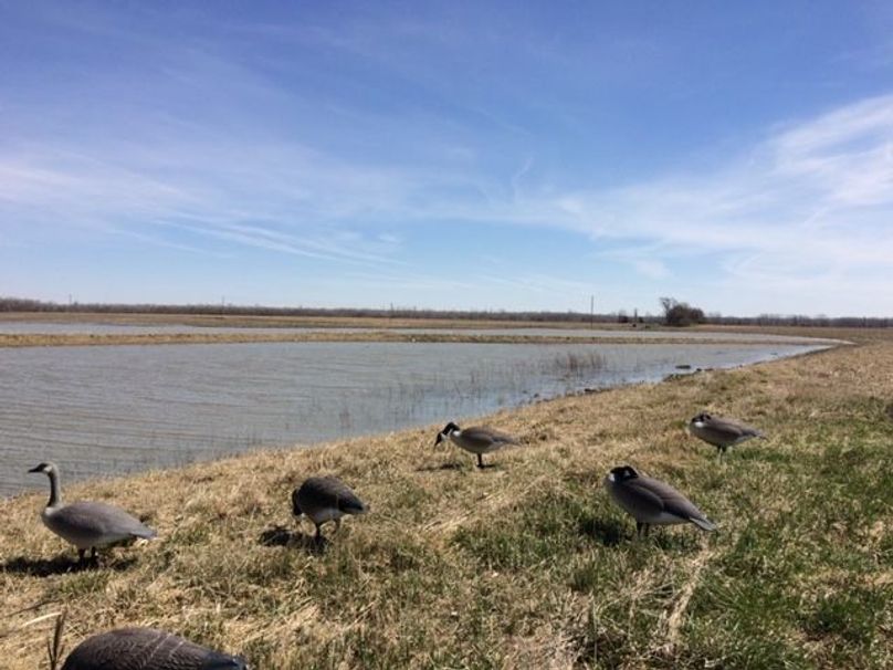 SW1nIDAwODMgb3JpZ2luYWw=