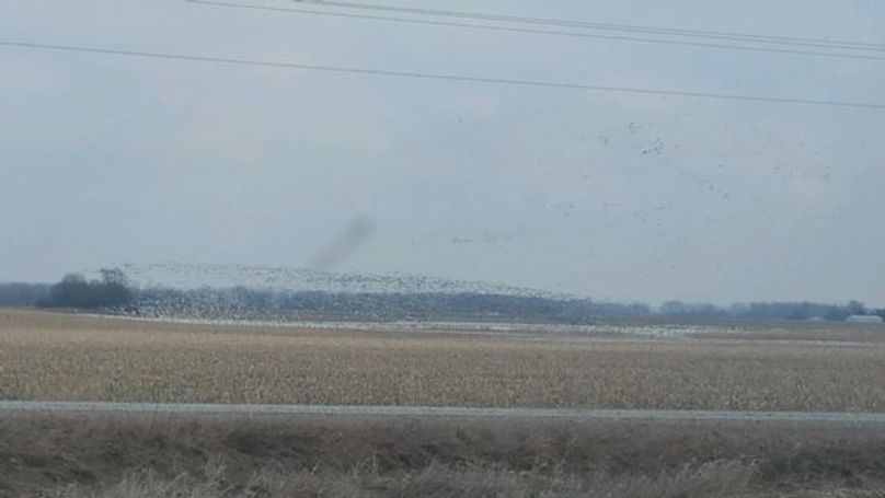 SW1nIDAxMDcgb3JpZ2luYWw=